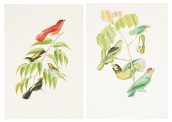 DESCOURTILZ, JEAN THEODORE. Group of 9 hand-finished chromolithographed plates of Brazilian birds,